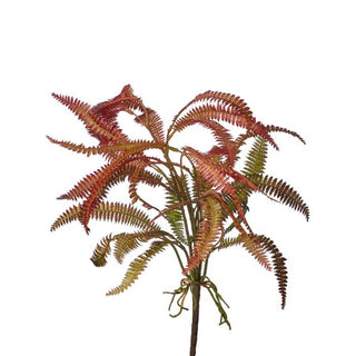Rose Green Feather Fern Plant