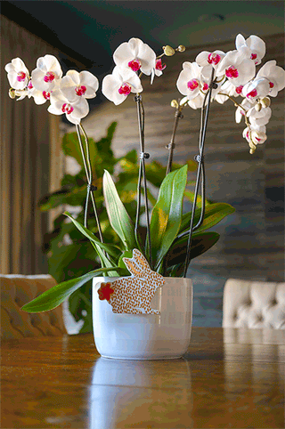 Celebrate Moms with Coton Colors and Miss Cayce's