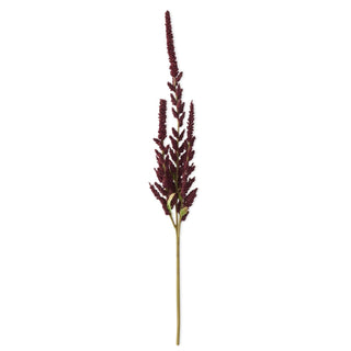 Burgundy Amaranthus Stem