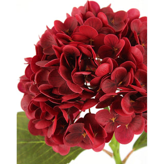 Red Hydrangea Stem