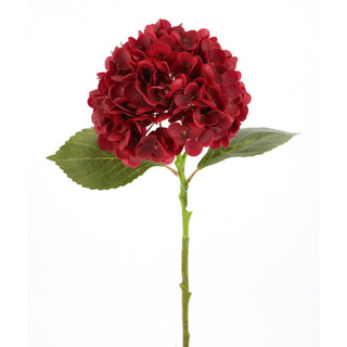 Red Hydrangea Stem