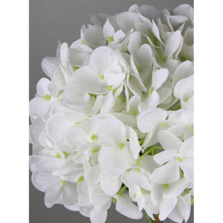 White Hydrangea Stem