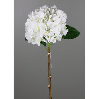 White Hydrangea Stem