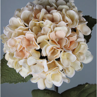 Cream Hydrangea Stem