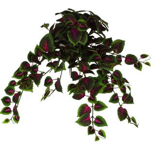 Coleus Hanging Bush