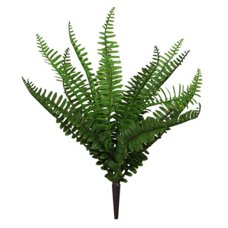 Mixed Fern Bush