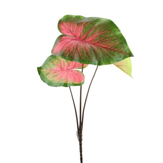 Green & Red Caladium Stem