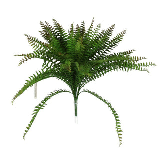 Leather Fern Bush