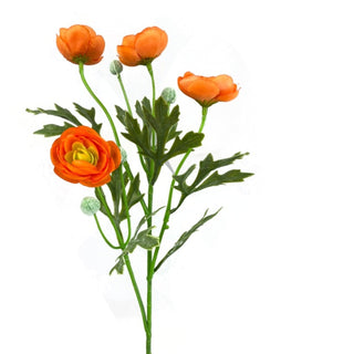 Orange Ranunculus Spray
