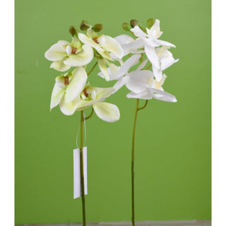 Phalaenopsis Orchid Spray