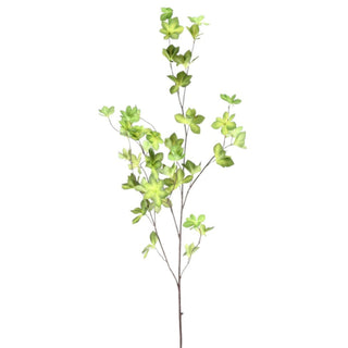 Green Star Ivy Branch