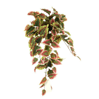 Hanging Coleus Bush