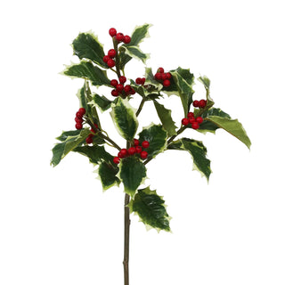Holly Branch