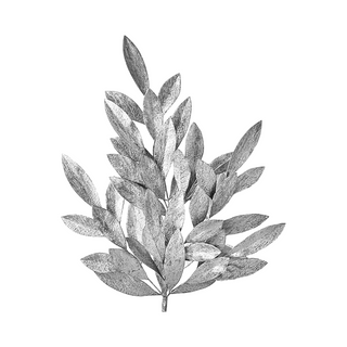 Silver Clustered Bay Leaf Spray
