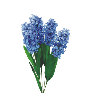 Hyacinth Bush