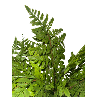 Leather Fern Bush - Soft Touch