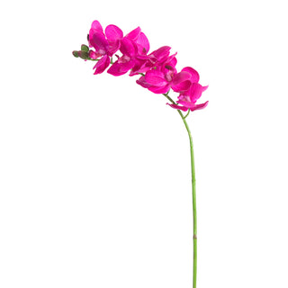 Pink Orchid Stem