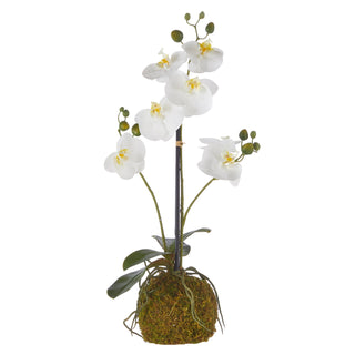 Real Touch White Orchid with Moss Ball, 24"