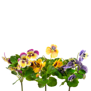 Pansy Spray