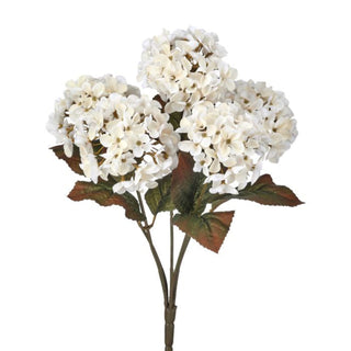 Cream Autumn Hydrangea Bush