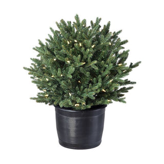 LED Potted Baby Noble Shrub, 24"