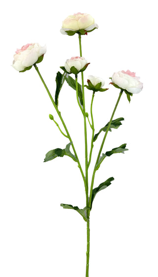 Five Bloom Ranunculus Spray