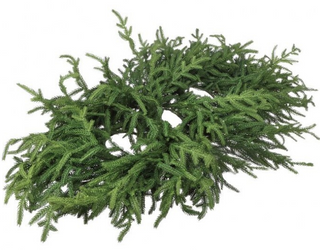 Just Cut Norfolk Pine Centerpiece, 36"