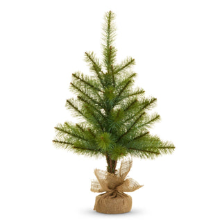 Potted Long Needle Pine Tree