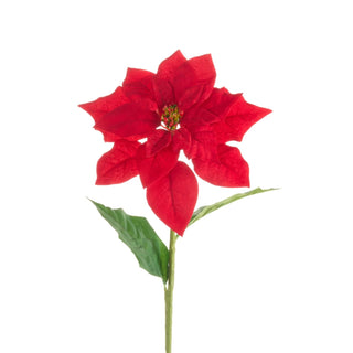 Red Poinsettia Bloom Stem