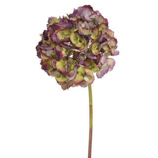 Hydrangea Short Stem
