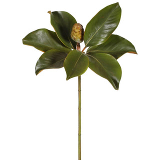 Magnolia Bud Stem