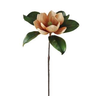 Brown Magnolia Stem