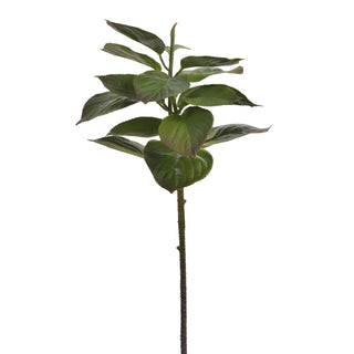 Hydrangea Leaf Stem