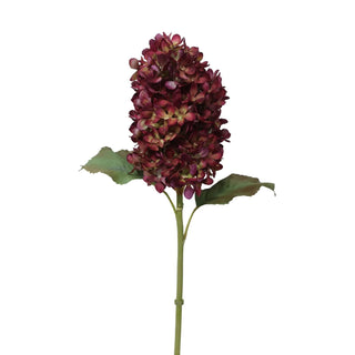 Burgundy Hydrangea Stem
