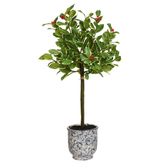 Rounded Holly in Ceramic Pot, 28"