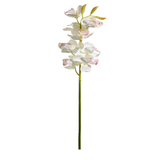 White Cymbidium Orchid Stem
