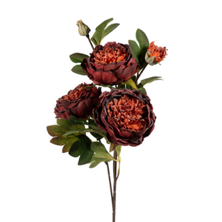 Large Dried Burgundy Peony Spray