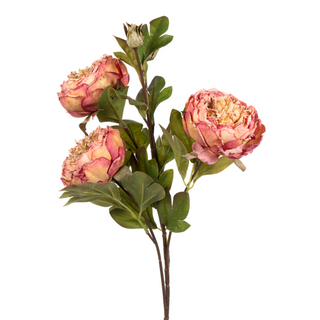 Rose Large Dried Peony, 25"