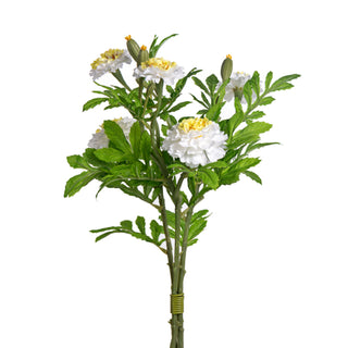 Cream Marigold Bundle