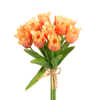 Parrot Tulip, Salmon Set