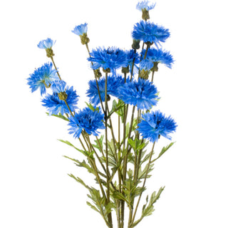 Blue Cornflower Stem