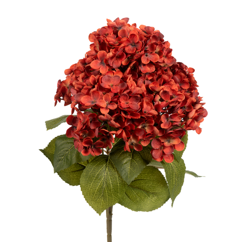 Rust Hydrangea, 18