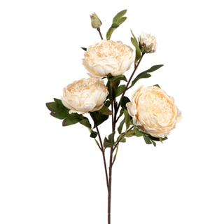 Large Peony Spray, Dried White