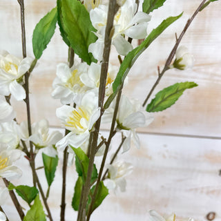 Cherry Blossom, Cream