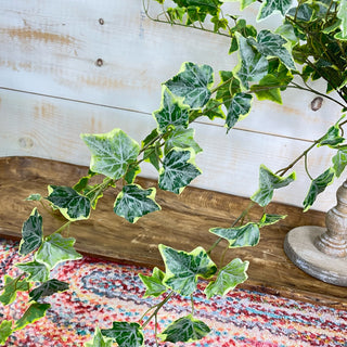 Large Variegated Ivy
