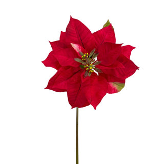 Natural Poinsettia Stem