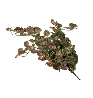 Large Hanging Croton