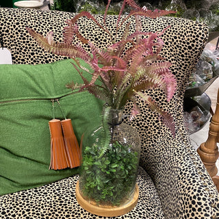 Rose Green Feather Fern Plant