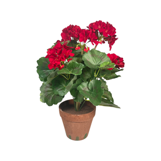 Red Potted Geranium