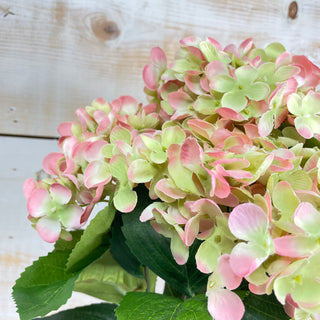 Blush and Green Hydrangea Bush